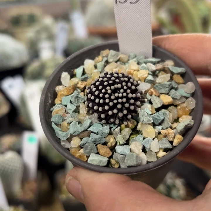 153号松针牡丹2.5厘米