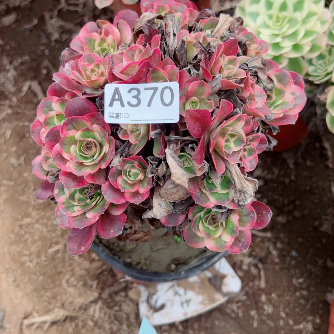 微***暖370纳福多肉植物法师