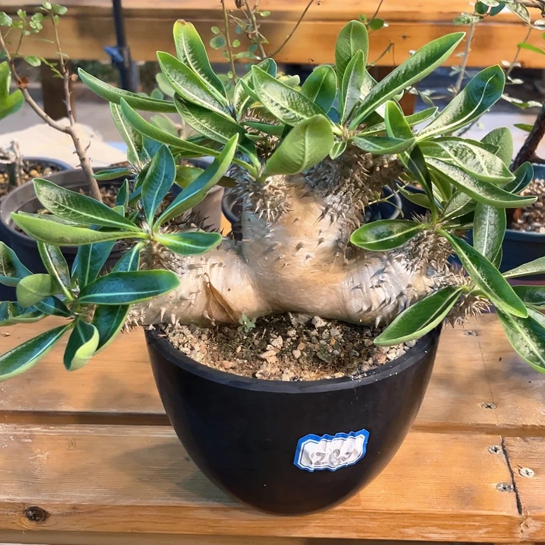 潮流植物金皮大黑，潜水艇