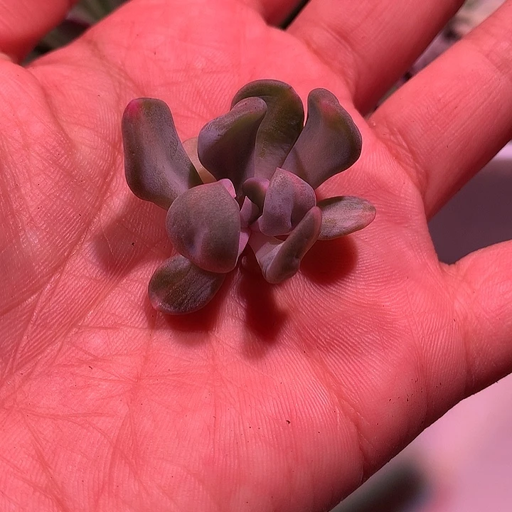 丘比特锦锦锦锦锦锦锦