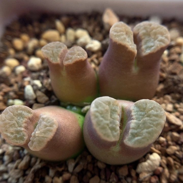 新年福利 磁铁 肉锥植物