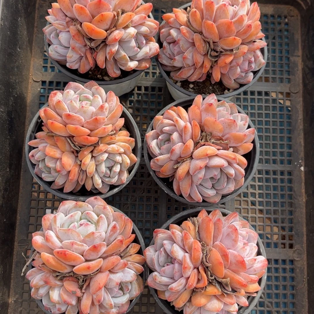 带盆发   632号新疆西藏内蒙古不包邮的