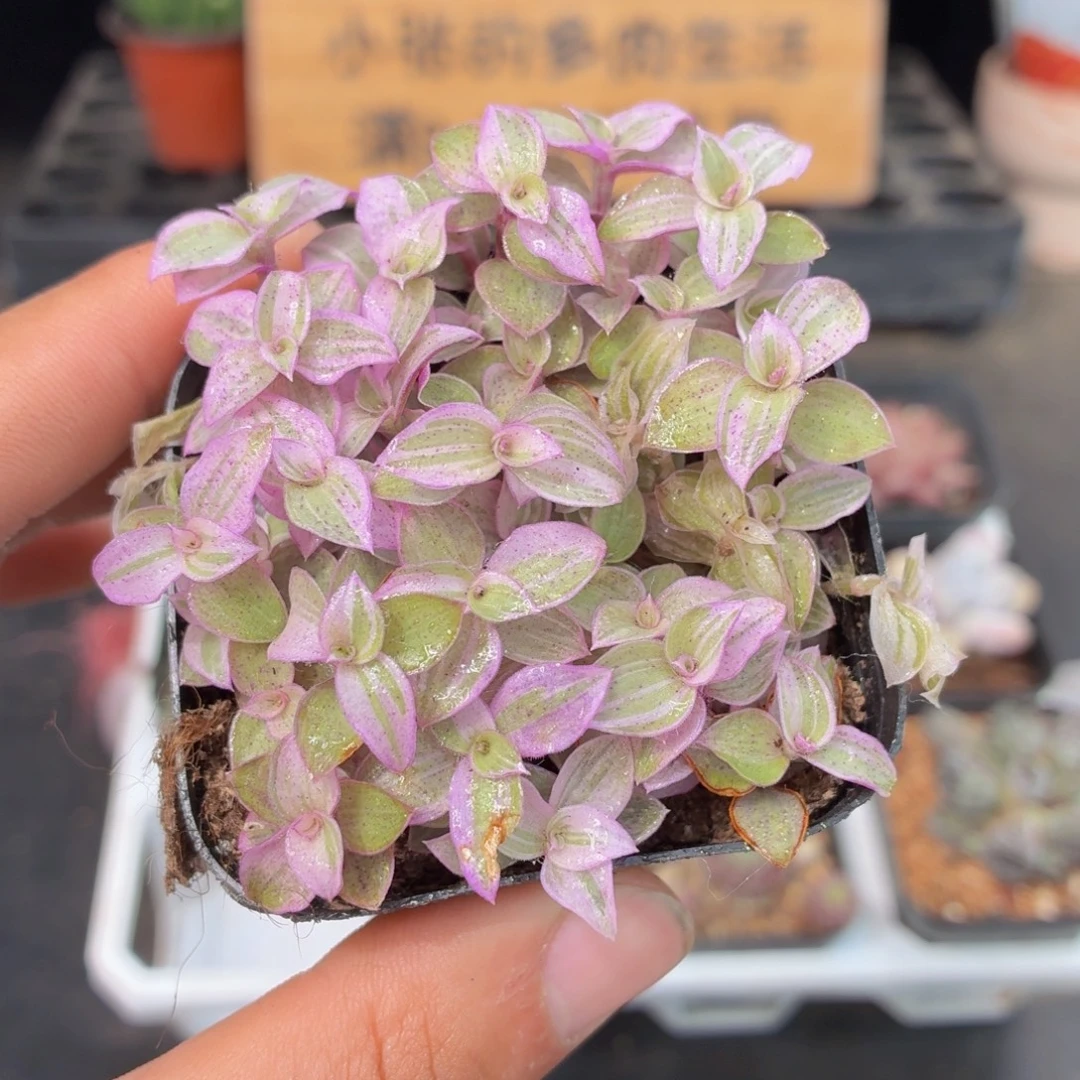 胭脂云多肉9.9包邮发货