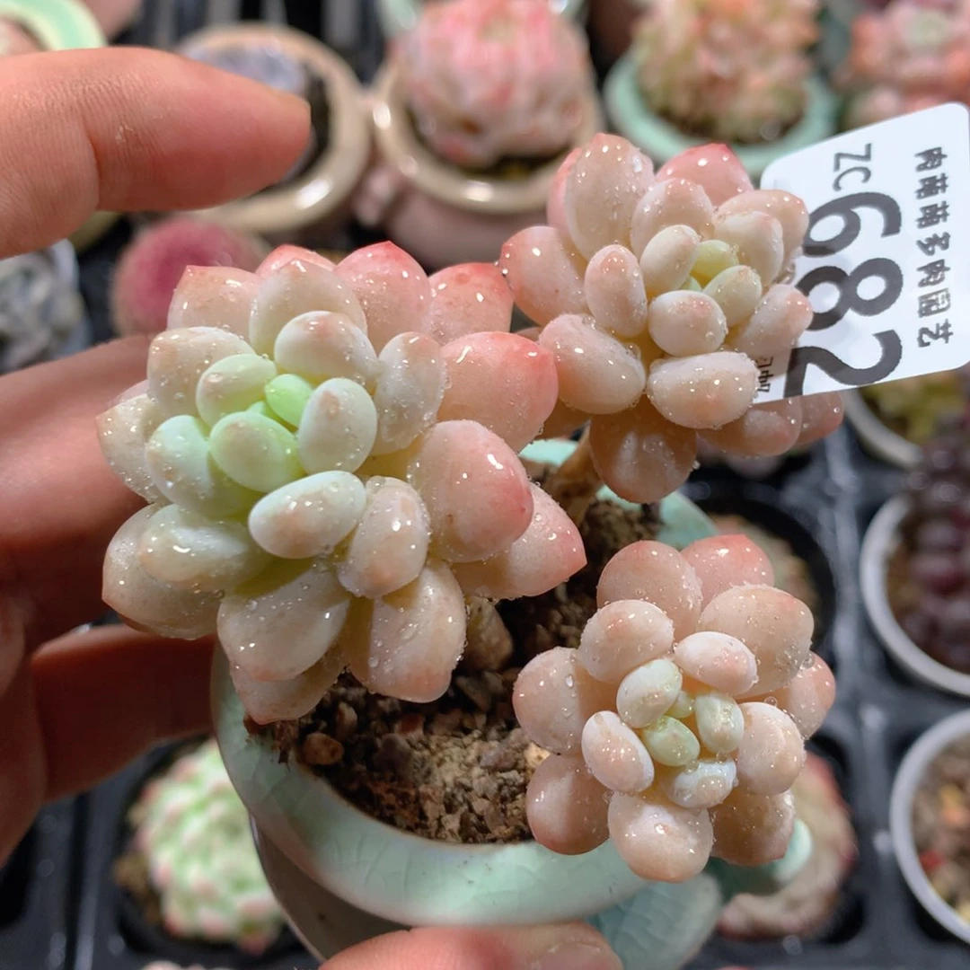 5CM拇指盆精控多肉ZC682