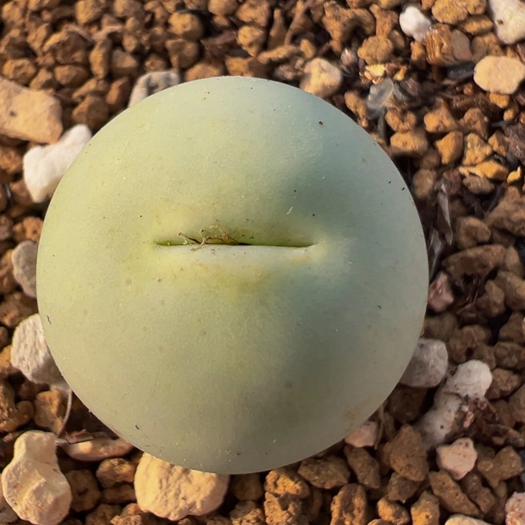 46多肉植物百科知识