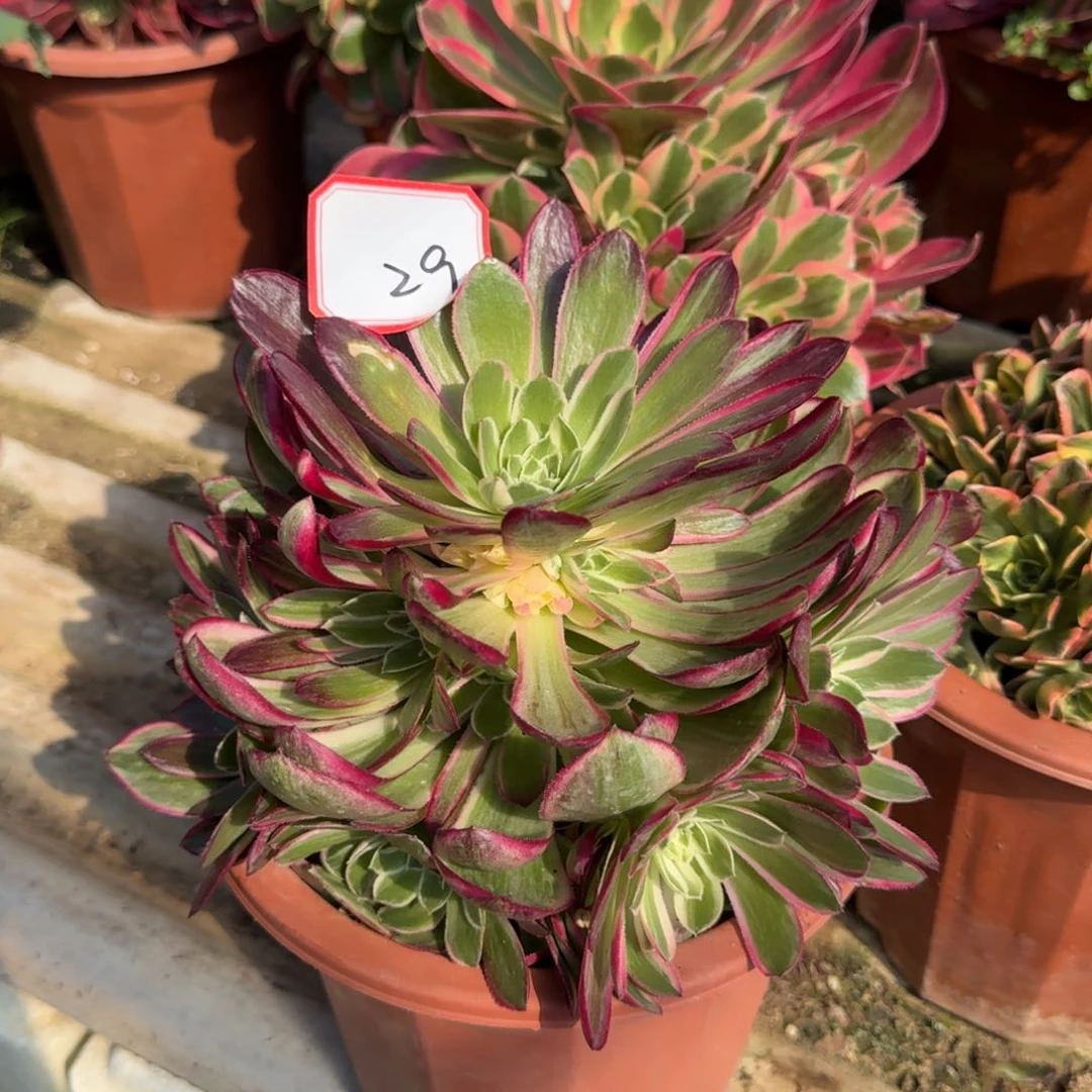 花好月圆0306～29