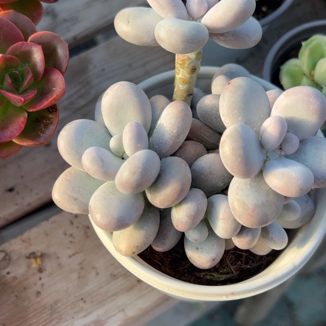 原始奶酪多肉植物精品