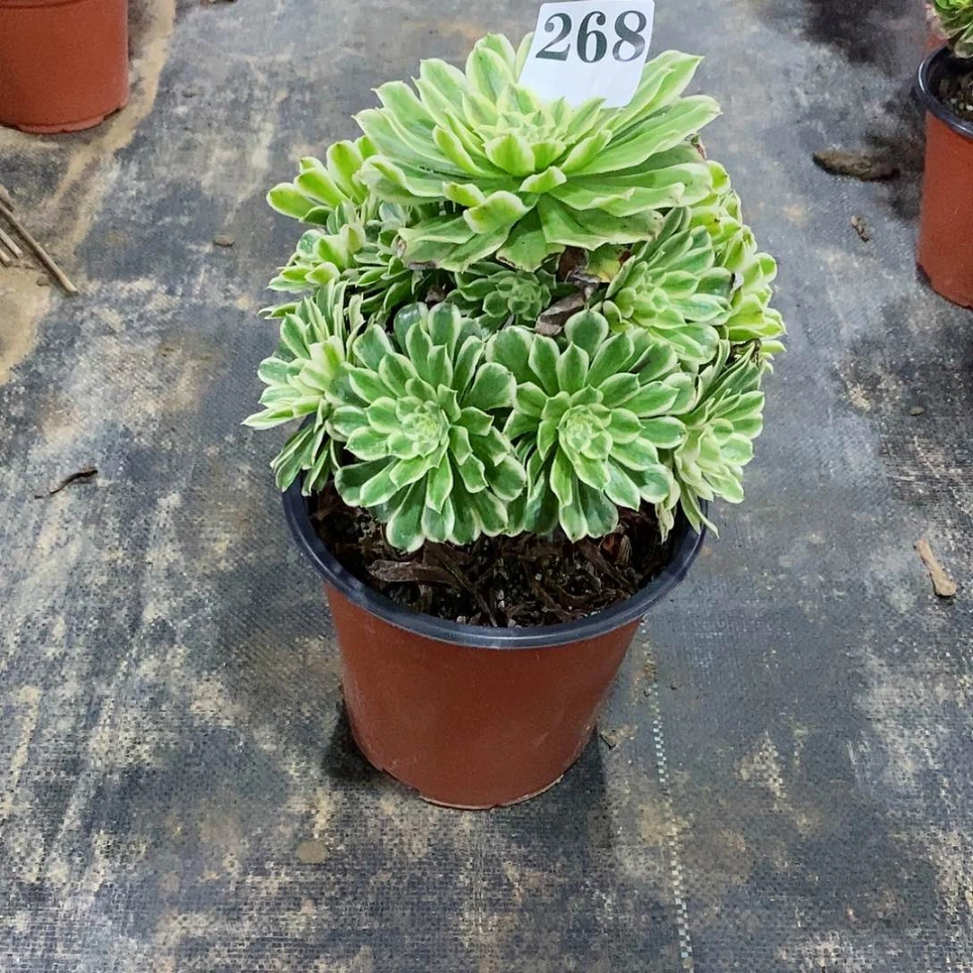 鬼*偷碧浪268多肉法师植物