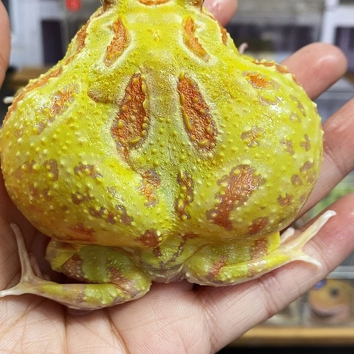 角蛙456号黄金角蛙母