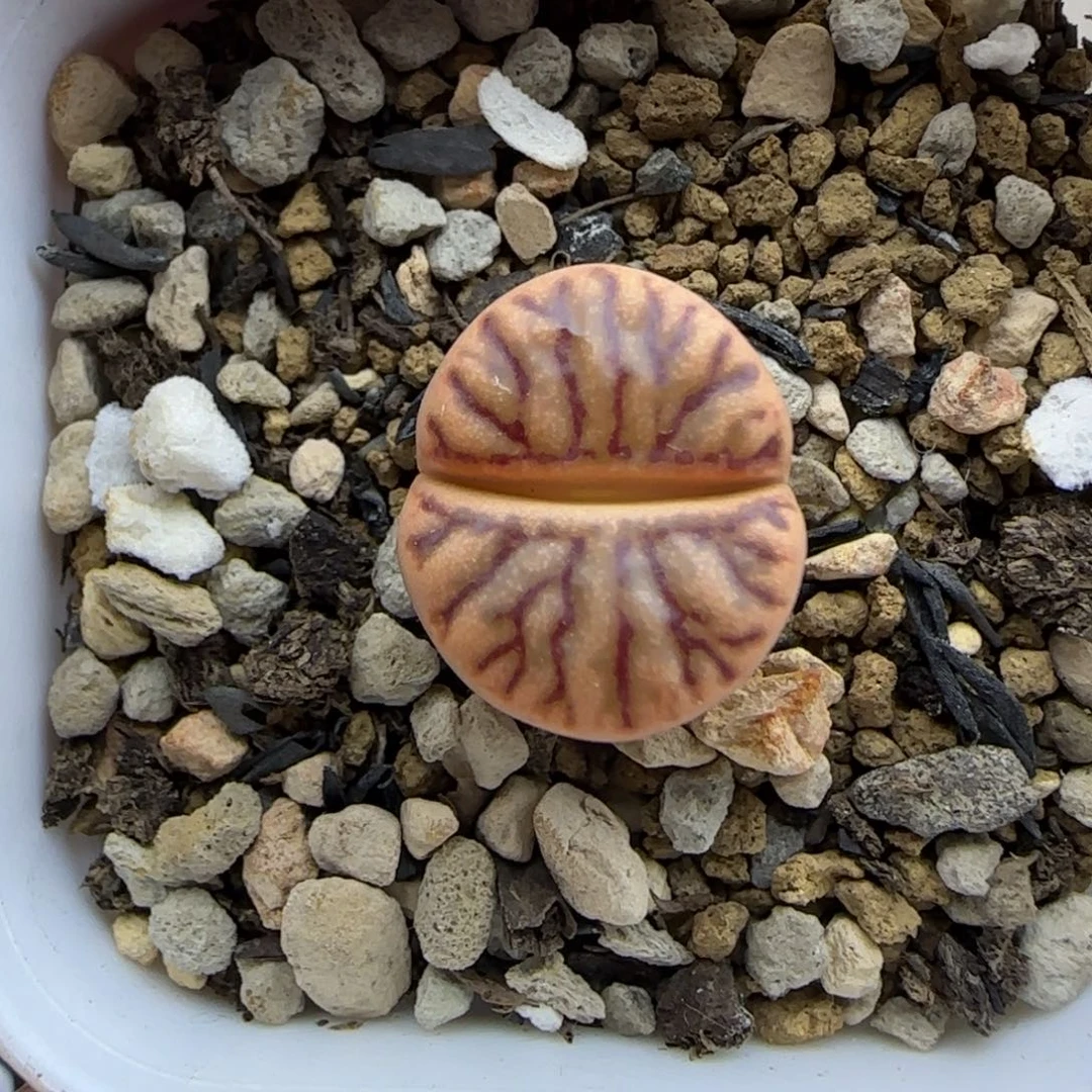 黄金线柘榴大棚直播30包邮