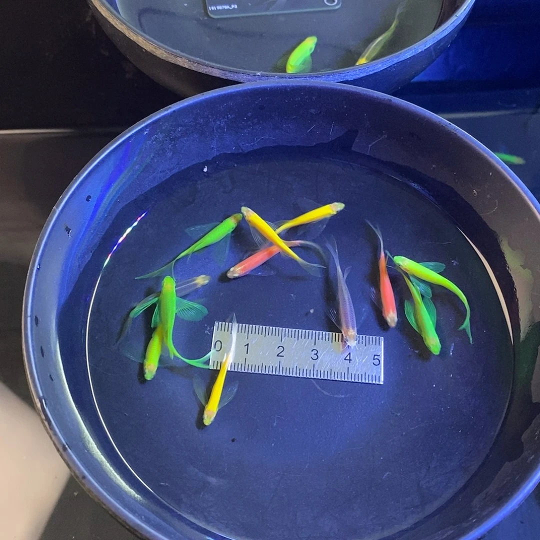 斑马鱼蝶翼斑马5色混搭共9个