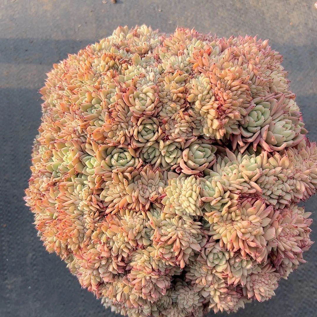 惠*…拉霍亚爪缀化多肉1830