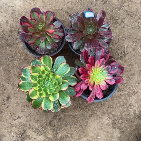 177多肉植物组合