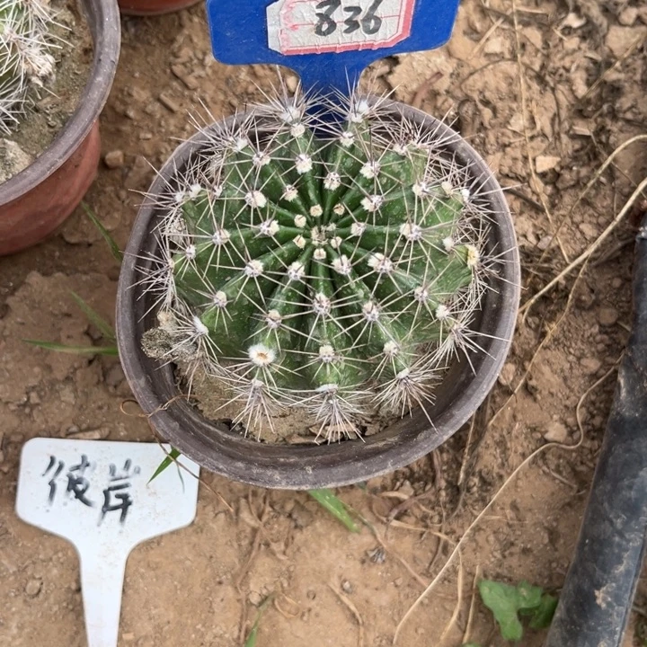 ****阳836，品种彩草彼岸