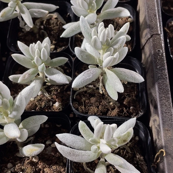 银月3.8带盆土发货