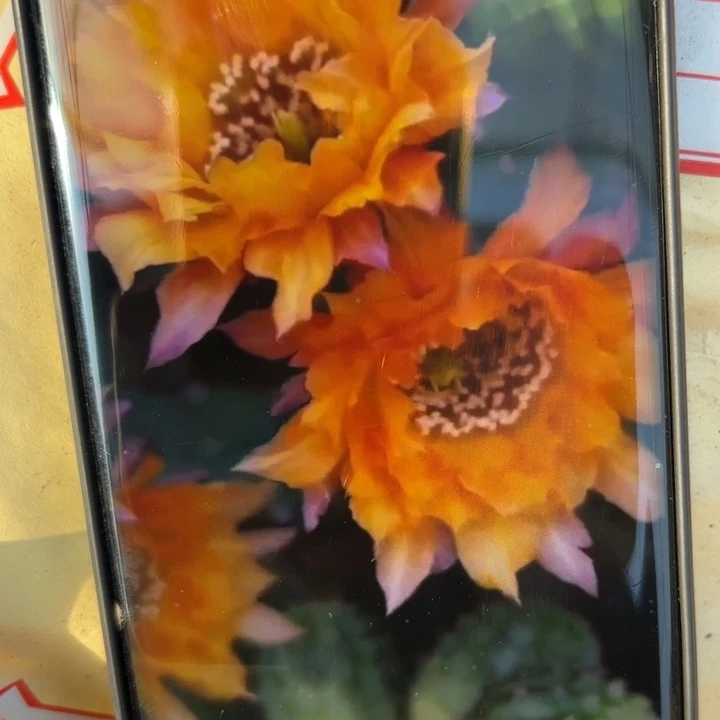 49白檀伯恩斯坦3个歪无根小侧芽20包邮