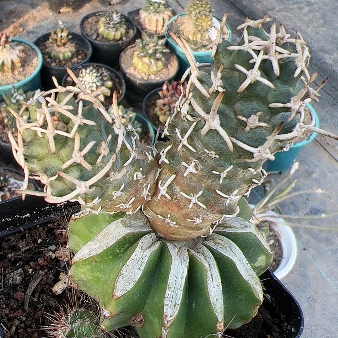 双头苗接飞鸟418