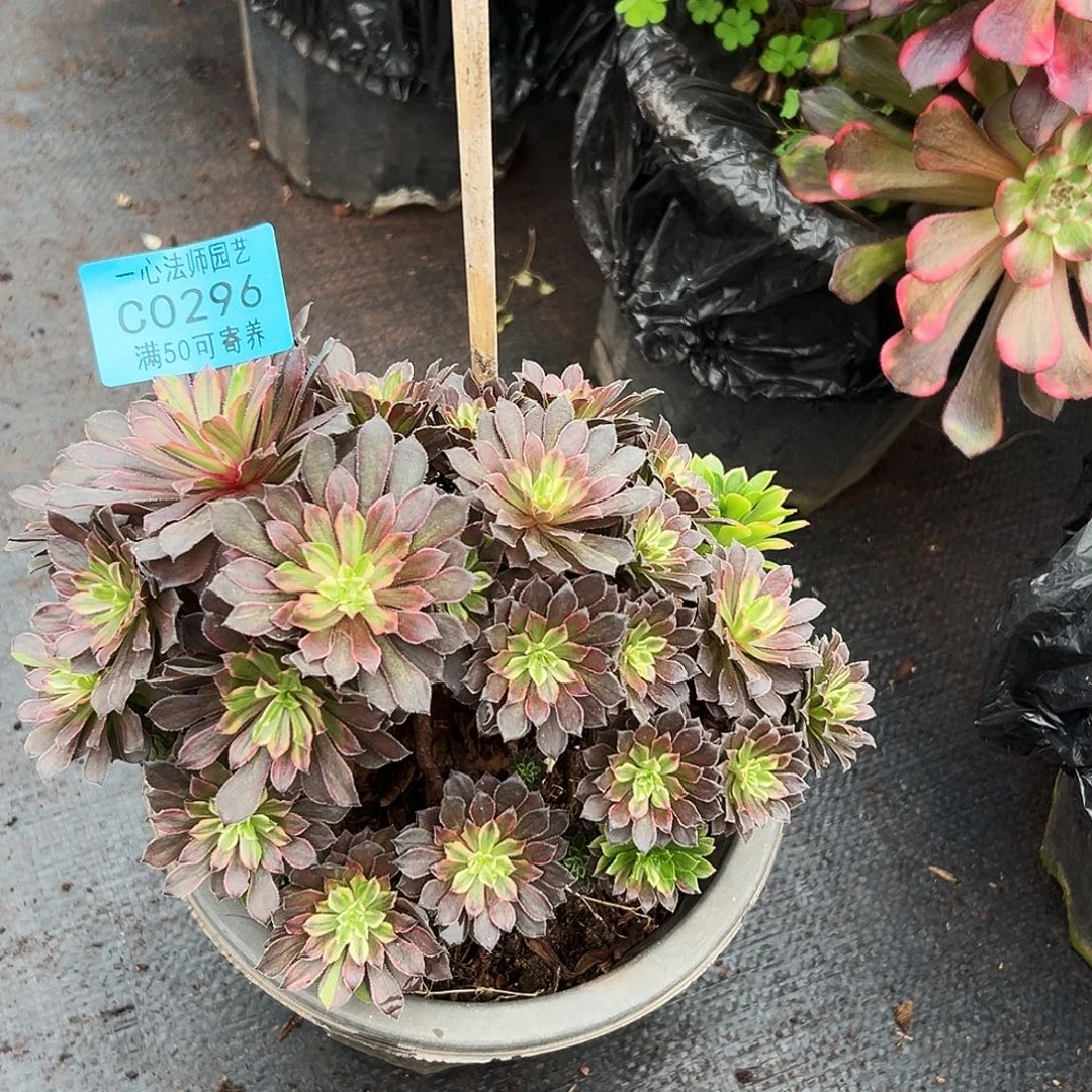 296粉黛缀化纯朵朵