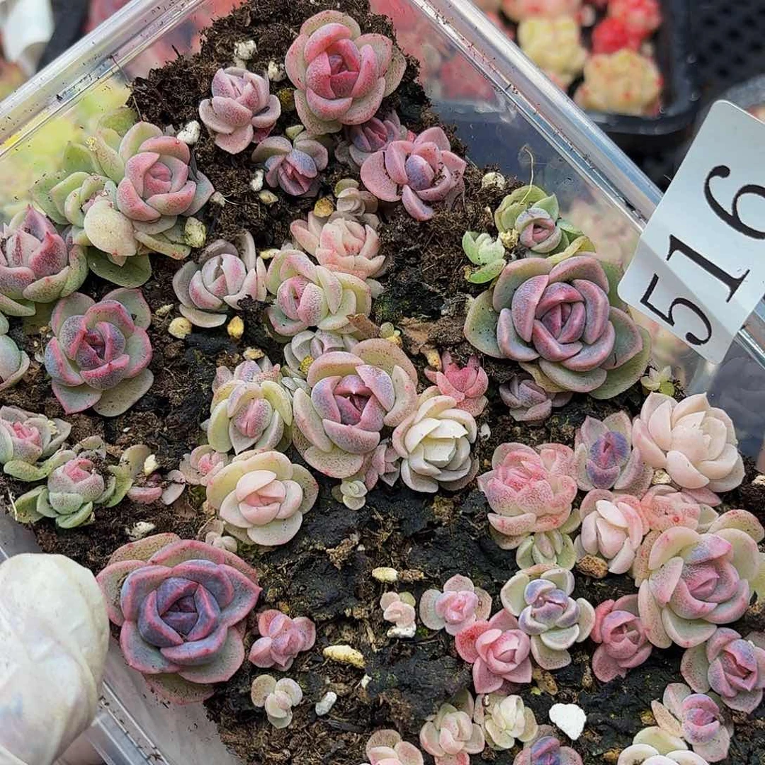 多肉植物多肉植物516