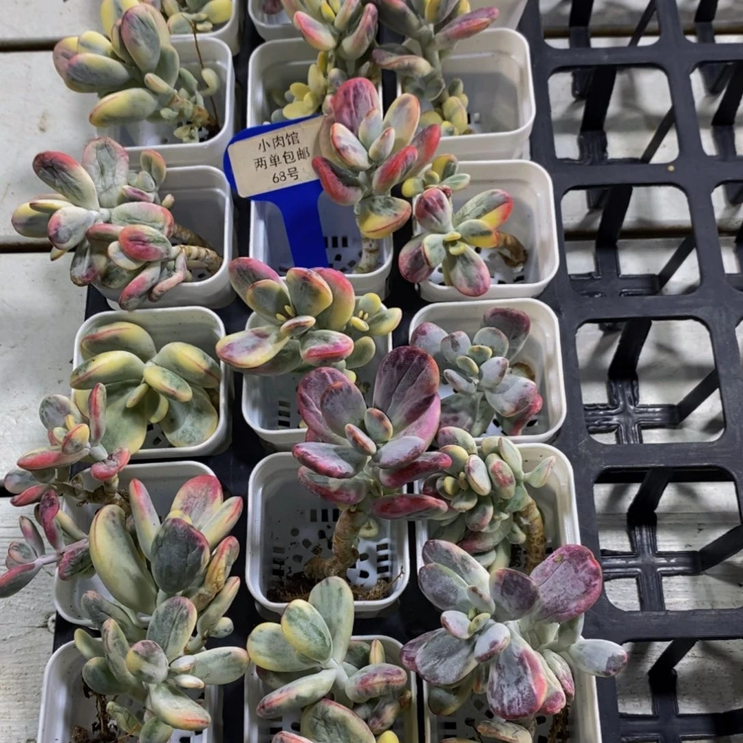 68-精品乒乓福娘锦单头福利三个