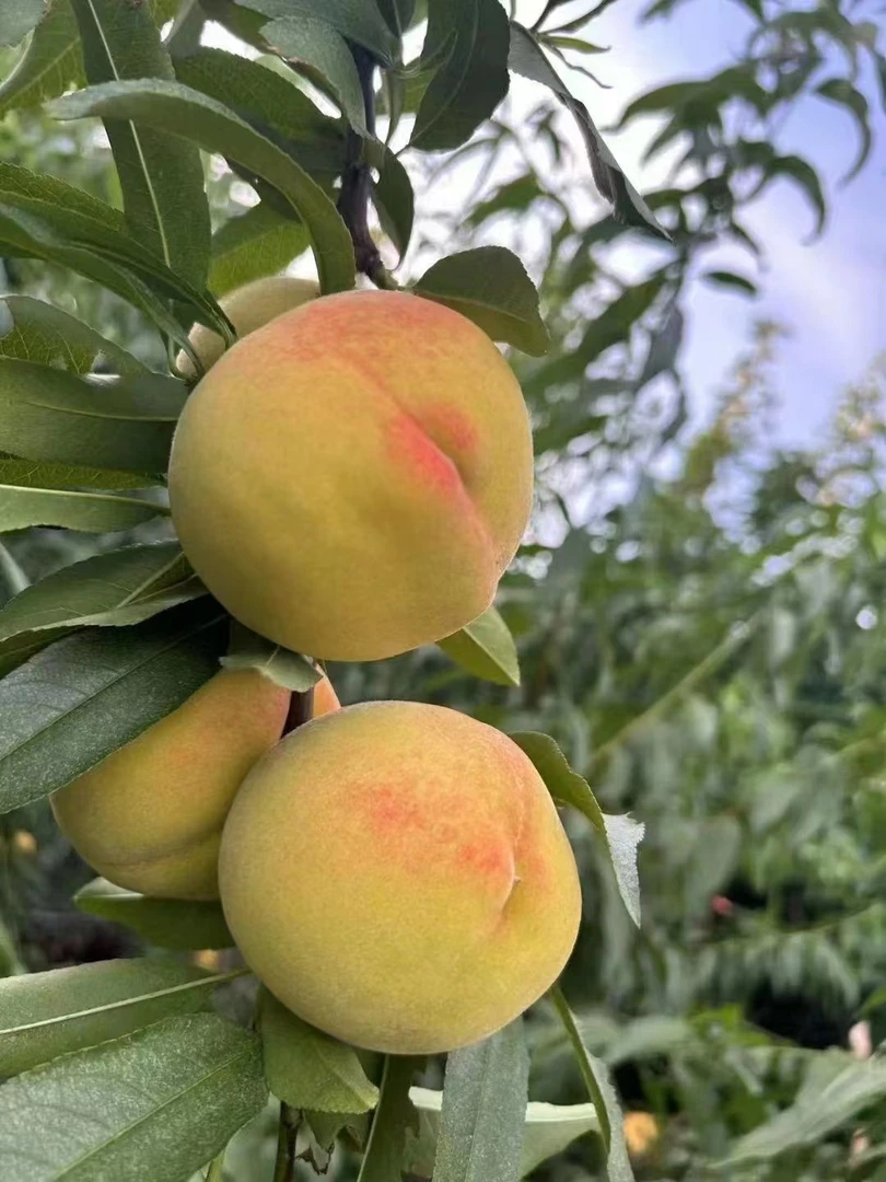 湖南溆浦本地高山黄桃脆甜多汁