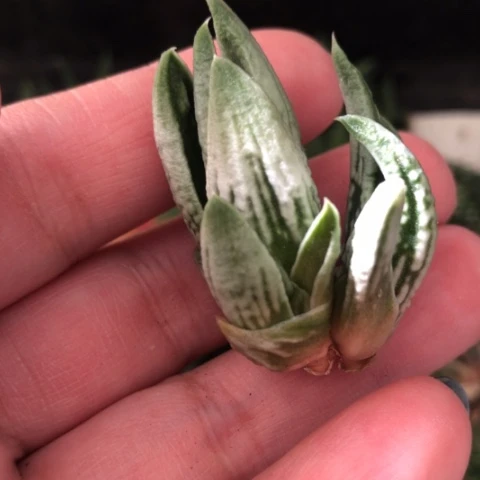 皇帝硬叶双头无根哈哈哈哈哈