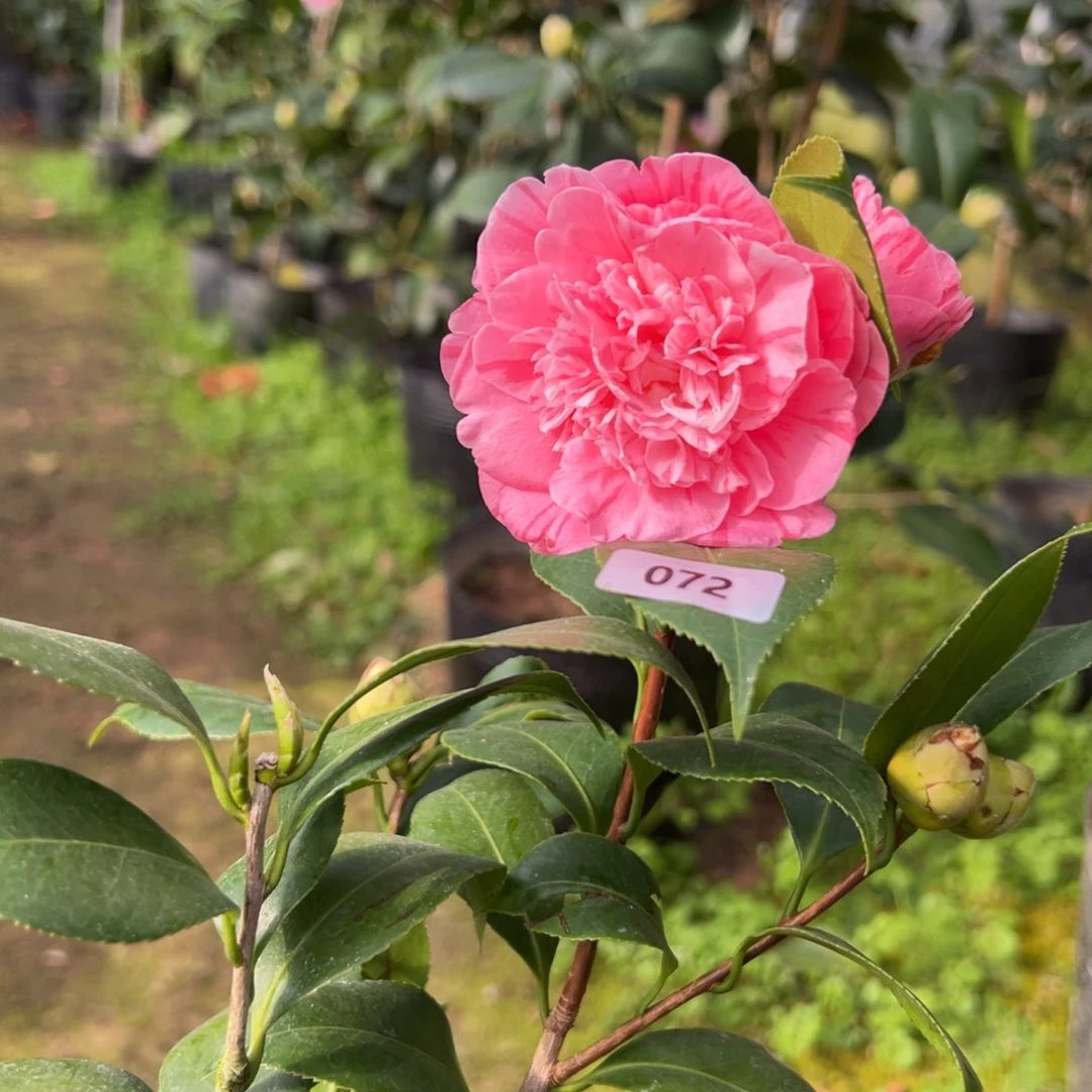 完全开放花宝珠072