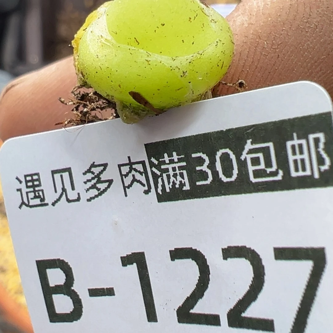 萼****）多肉植物111111111111111111