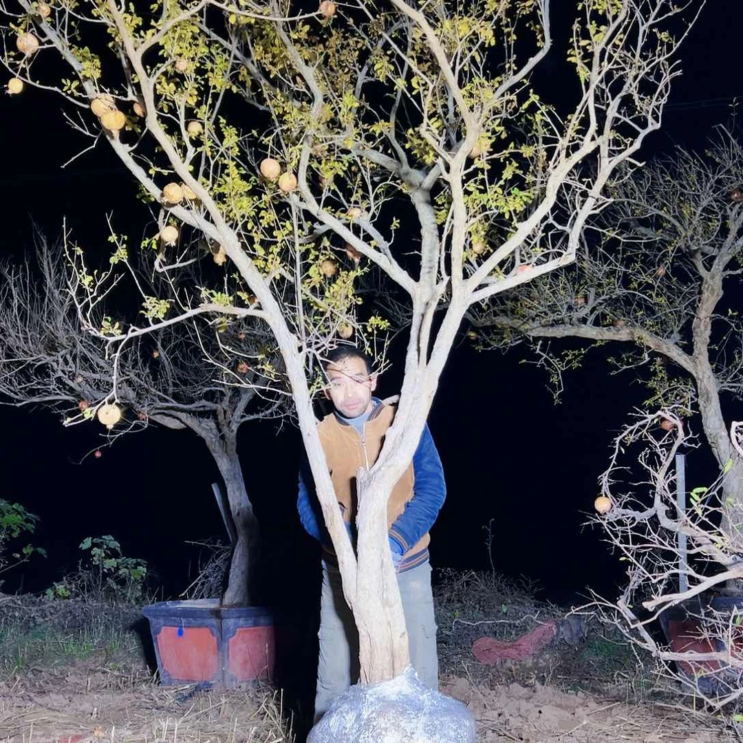 无花朵健健康康快快乐乐