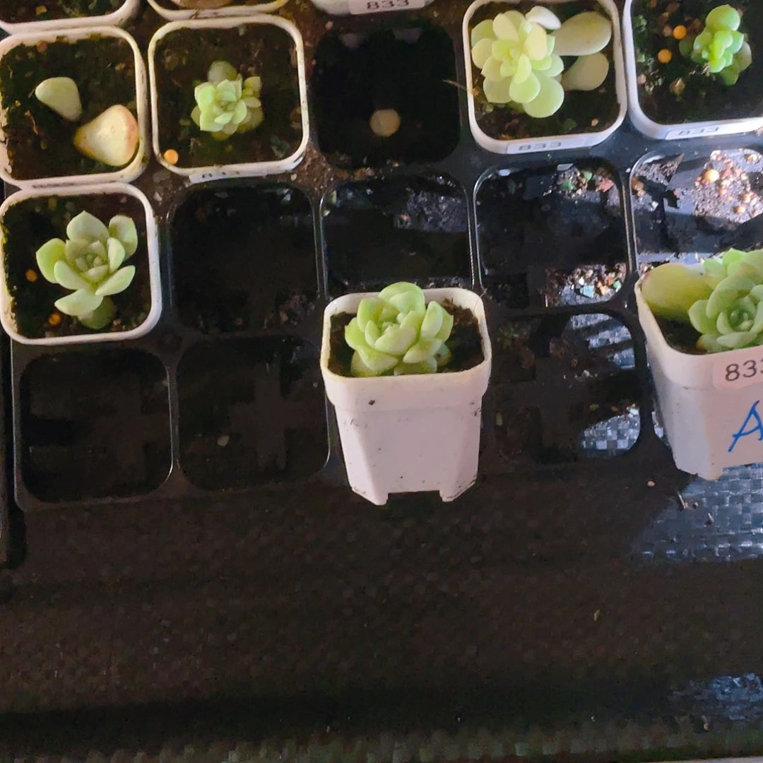 我***婆833 单头苗一个满25包邮
