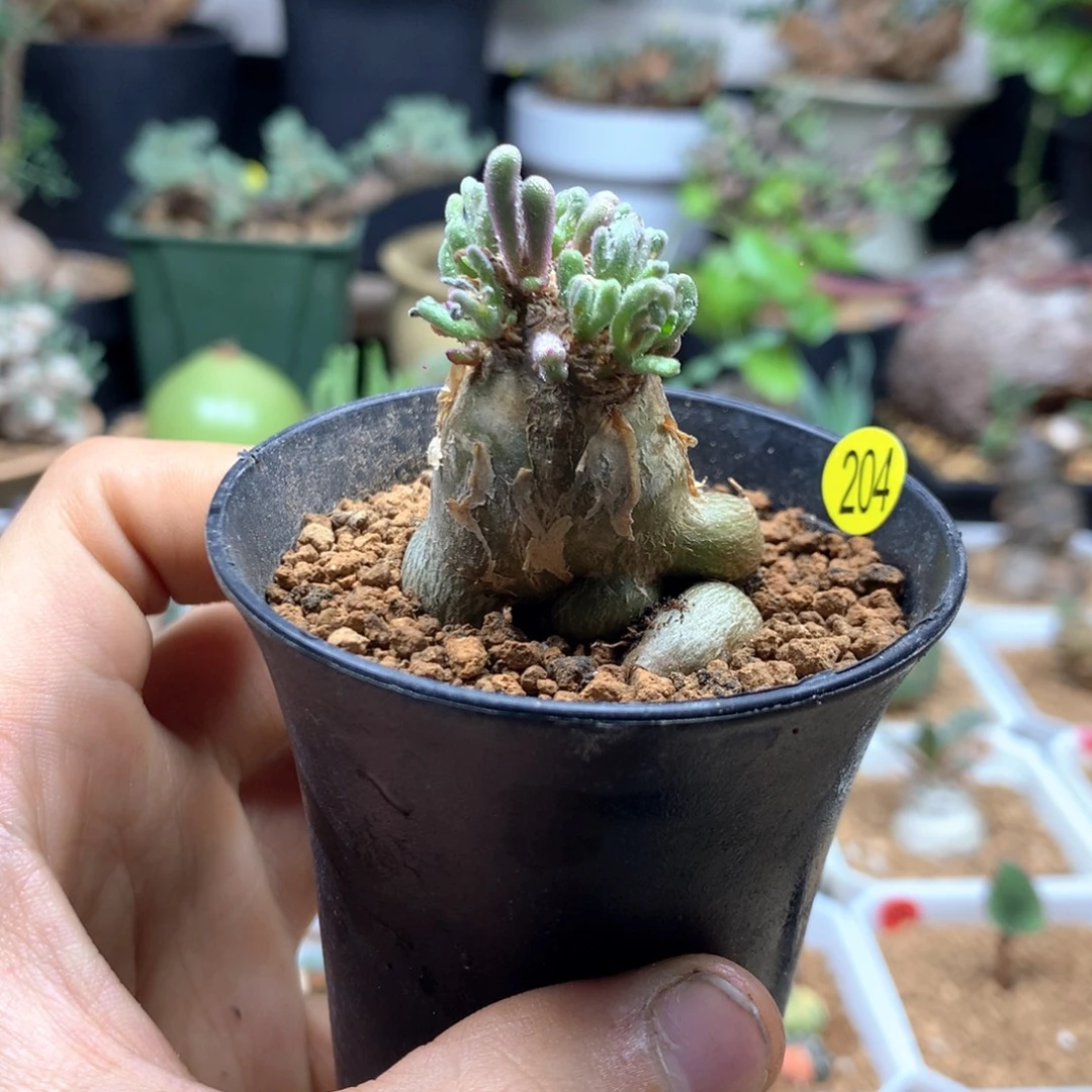 淡清霜母本带盆204