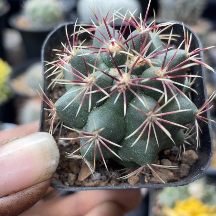 实生大统领一颗包邮