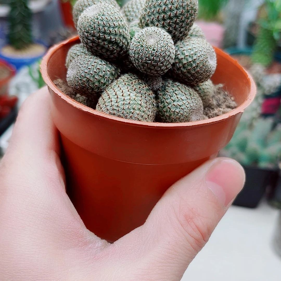 多头城堡山仙人球