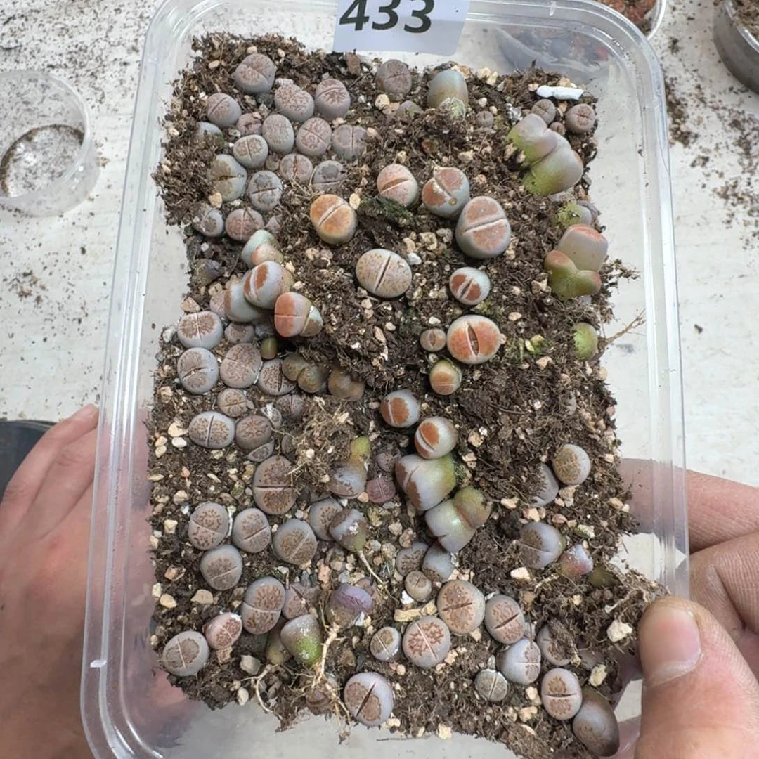 433。 菊一大盒多肉植物