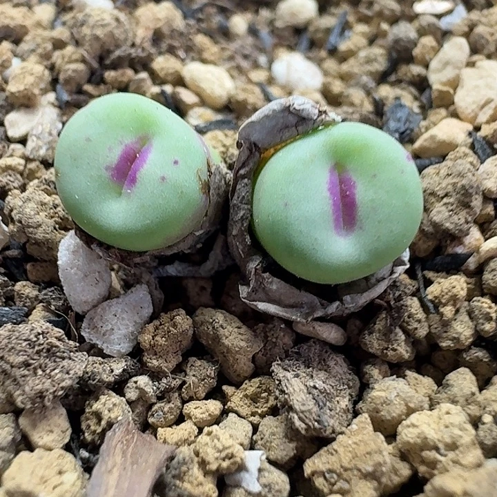 老马生石花p嘴331