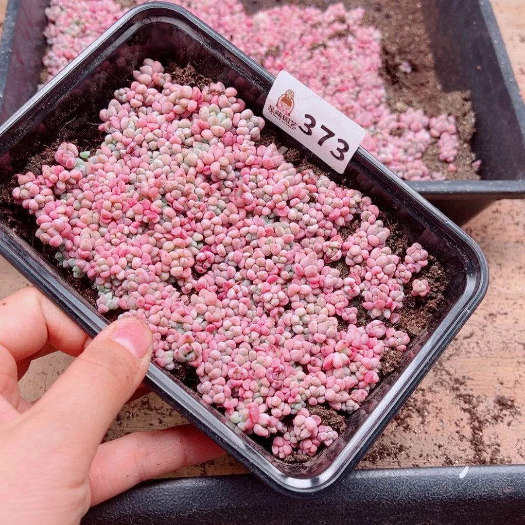 昕***花多肉植物多肉植物