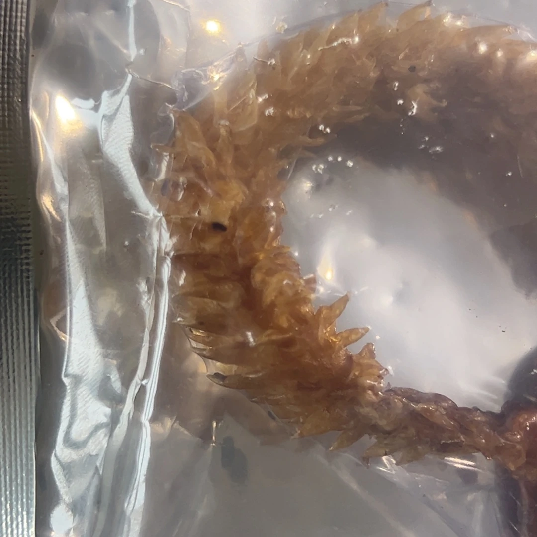 hhhu大炮大炮大炮大炮
