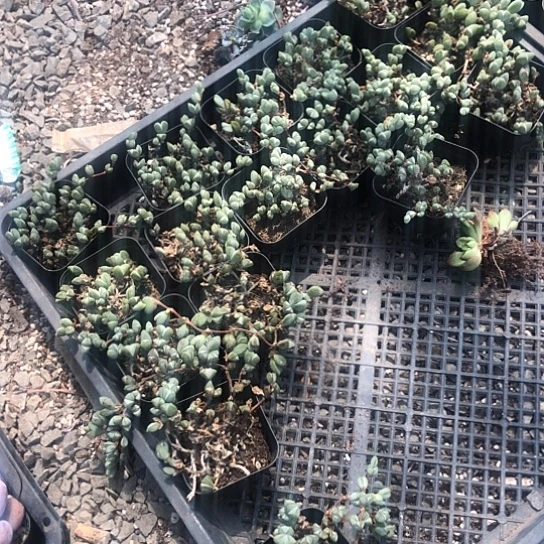 无*啊可爱到现在又一条