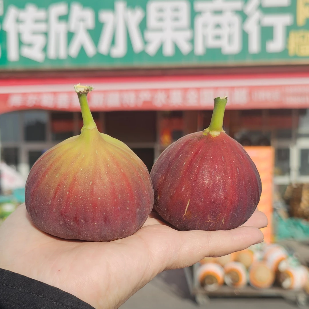 【同城送货】大果波姬红新鲜无花果 1公斤树熟
