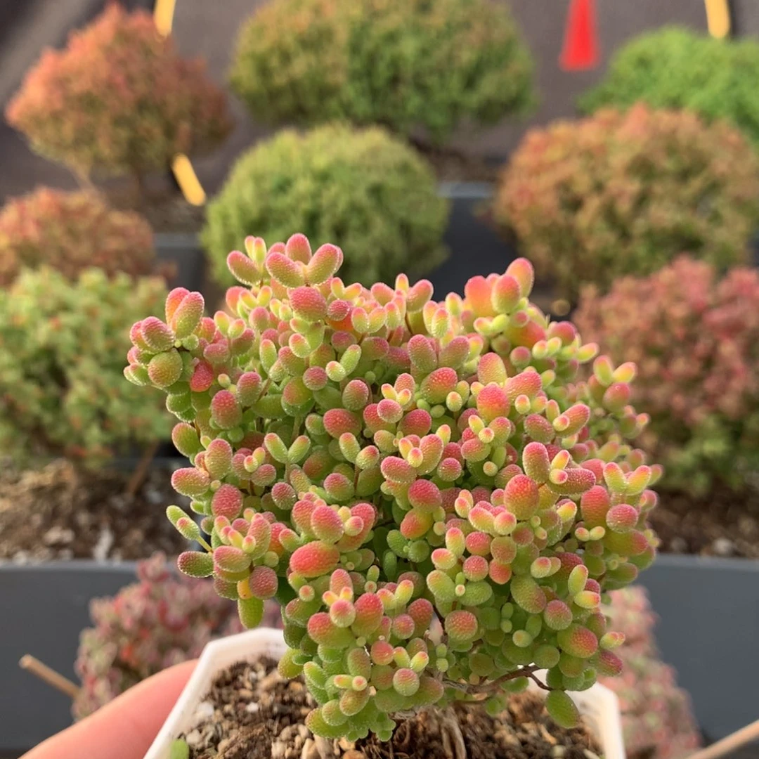 c649蜜橘枝干番杏