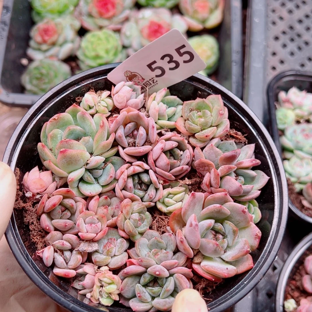 多肉植物多肉植物