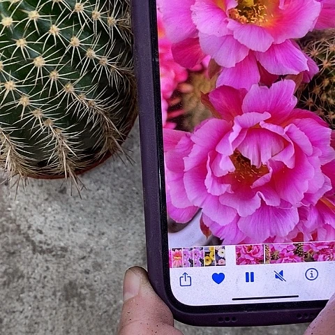 丘比特仙人球z146899