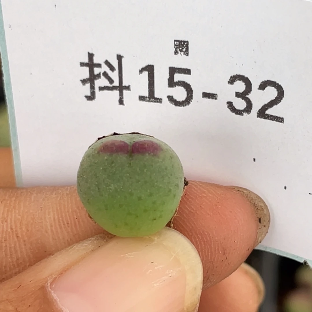 15-32比卡丘多肉植物