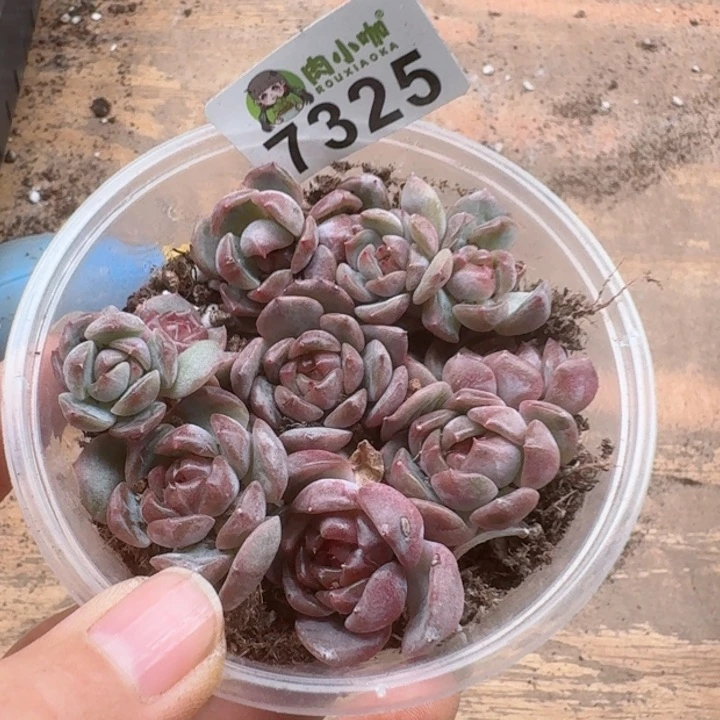 多肉植物多肉植物