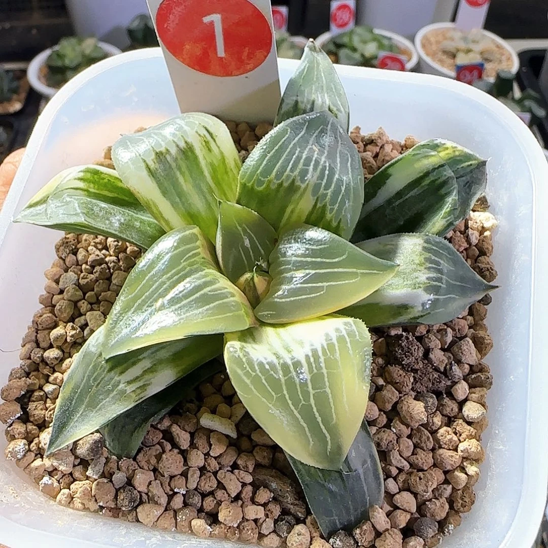1号康克实生锦一物一拍带盆土