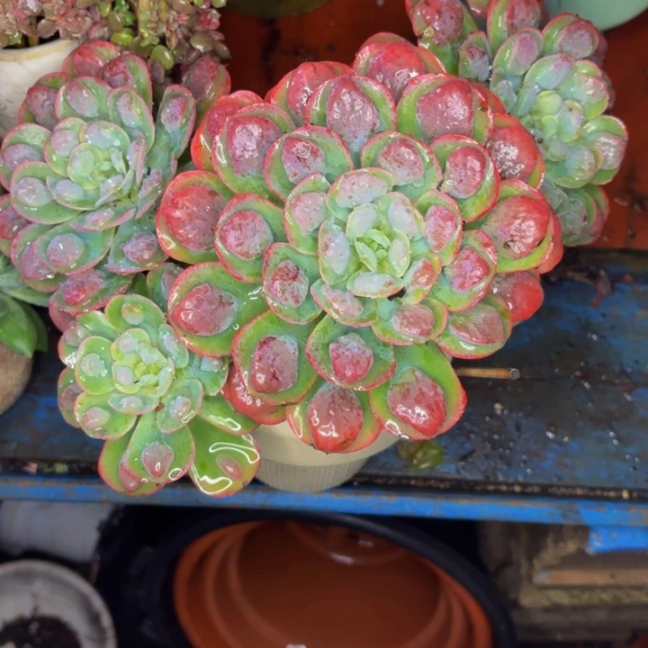 漠***然老桩精品肉肉雨滴