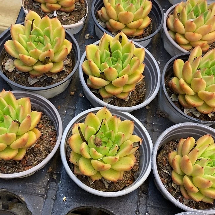 星空珍妮福利多多