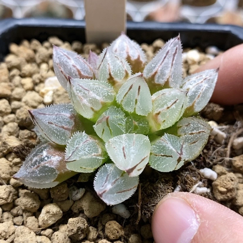 【闪购商品】97冰葵