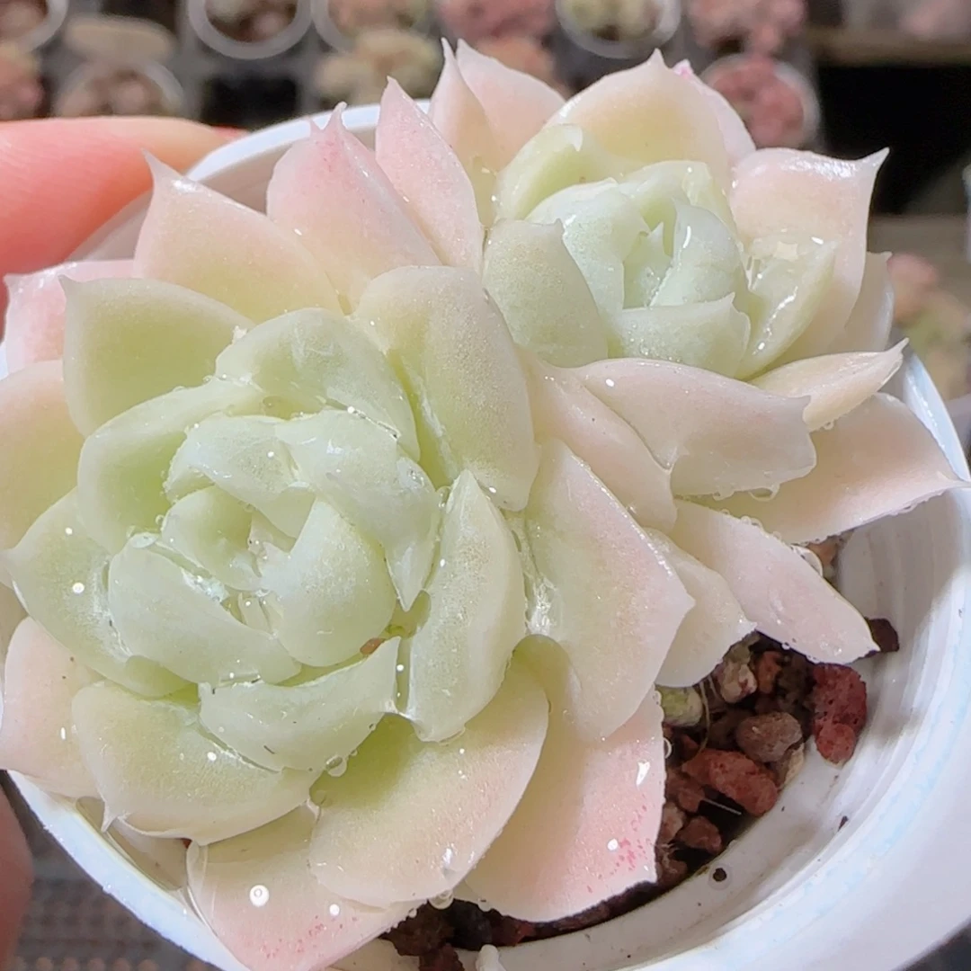 花语多肉1213-24编号女王散