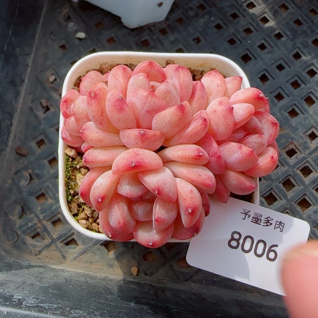 甜心群，8006多肉植物